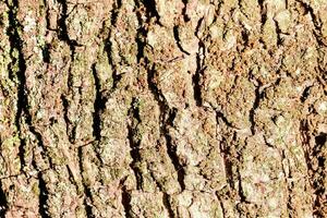 une proche en haut de le écorce de une arbre photo