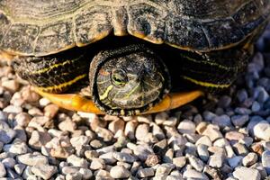 une tortue est séance sur gravier et galets photo