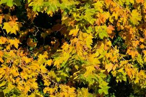 feuilles d'érable jaune en automne photo