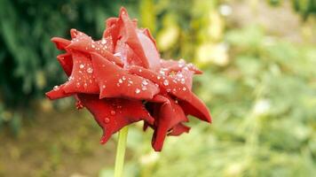 fermer de magnifique brillant un rouge Rose dans rosée gouttes après pluie dans le printemps jardin en plein air et vert feuille brouiller dans Contexte photo