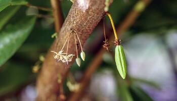 vert petit cacao dosettes branche avec Jeune fruit et épanouissement cacao fleurs grandir sur des arbres. le cacao arbre théobrome cacao avec des fruits, brut cacao arbre plante fruit plantation photo