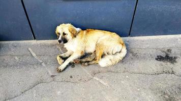 un chien errant se trouve près d'un immeuble de la ville. grand chien au repos photo