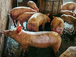 sale porc boire du corps l'eau dans le cultiver. groupe de porc intérieur sur une ferme porc dans le stalle.pig en buvant l'eau sur le ferme photo