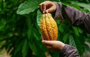 agriculture Jaune mûr cacao dosettes dans le mains de une garçon agriculteur, récolté dans une cacao plantation photo