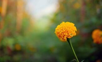 magnifique Orange souci fleurs dans le champ, en plein essor Jaune souci fleur jardin plantation dans matin, fermer photo