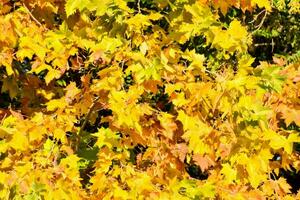 Jaune érable feuilles dans le tomber photo