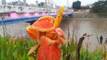 canna lis dans barrage parc photo