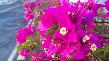 bougainvilliers fleur les plantes photo