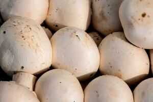 une proche en haut de une pile de blanc champignons photo