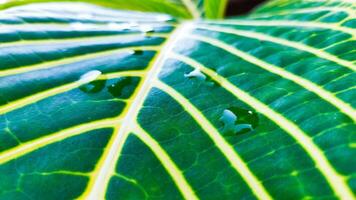 le feuilles sont vert avec une magnifique Jaune Bande photo