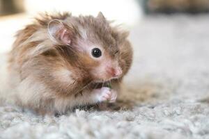 marrant duveteux syrien hamster mange une vert branche de trèfle, étoffes le sien joues. nourriture pour une animal de compagnie rongeur, vitamines. fermer photo