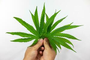 vert cannabis feuilles isolé sur blanc Contexte. croissance médical marijuana concept. photo