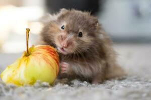 marrant duveteux syrien hamster avec un appétit mange pomme, étoffes le sien joues. nourriture pour une animal de compagnie rongeur, vitamines. fermer photo