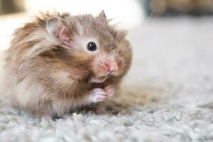 marrant duveteux syrien hamster mange une vert branche de trèfle, étoffes le sien joues. nourriture pour une animal de compagnie rongeur, vitamines. fermer photo