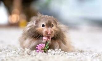 marrant duveteux syrien hamster mange une vert branche de trèfle, étoffes le sien joues. nourriture pour une animal de compagnie rongeur, vitamines. fermer photo