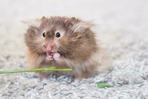 marrant duveteux syrien hamster mange une vert branche de trèfle, étoffes le sien joues. nourriture pour une animal de compagnie rongeur, vitamines. fermer photo