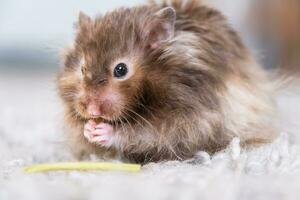 marrant duveteux syrien hamster mange une vert branche de trèfle, étoffes le sien joues. nourriture pour une animal de compagnie rongeur, vitamines. fermer photo