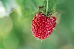 délicieux juteux magnifique framboise avec l'eau gouttes sur une buisson dans le jardin, macro photo