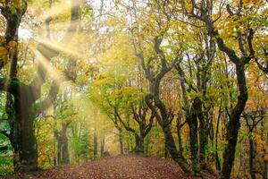 forêt avec le brillant couleurs photo