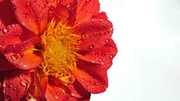 rouge dahlia fleur sur isolé Contexte photo