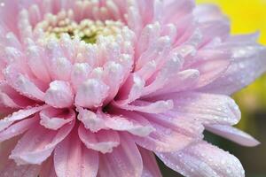 proche en haut rose chrysanthème avec l'eau laissez tomber dans feuilles photo