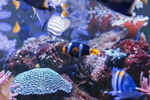 macro la photographie sous-marin amphiprion Clarkii, queue jaune poisson clown photo