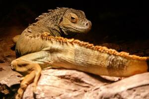 magnifique iguane vert, iguane iguane photo