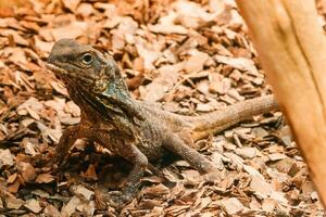 lézard bouchent photo