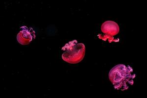macro la photographie sous-marin rhizostome jaune méduse photo