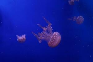macro de une magnifique méduse mastigies papouasie photo