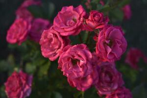 brillant rose Rose fleurs dans le lumière de le été Soleil. une magnifique bouquet de rouge fleurs. photo