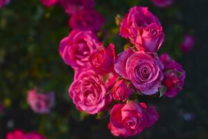 brillant rose Rose fleurs dans le lumière de le été Soleil. une magnifique bouquet de rouge fleurs. photo