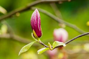 magnolia en fleurs macro sur une branche photo