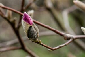 macro d'un beau bourgeon de magnolia photo