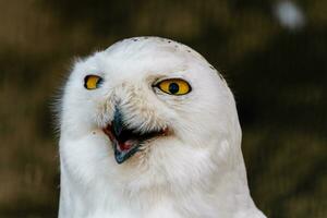 magnifique blanc hibou avec Jaune yeux et le bec photo