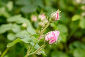 magnifique des buissons de une épanouissement écarlate Rose photo