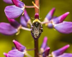 une abeille sur une fleur violette photo