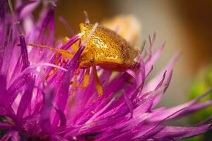 une punaise sur une violet fleur photo