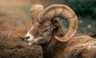 une RAM avec grand cornes pose dans le herbe photo