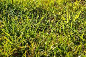 une proche en haut de certains herbe dans le Soleil photo