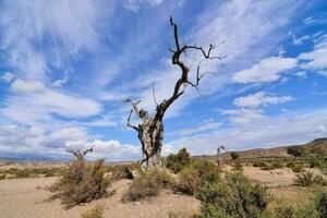 une mort arbre dans le désert avec bleu ciels photo