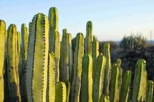 cactus les plantes dans le désert photo