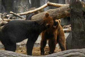 deux marron ours en jouant avec chaque autre photo