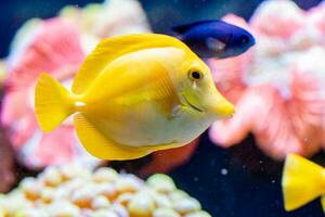 zébrasome, Jaune voile poisson photo