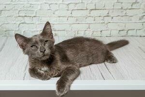 magnifique gris chat sur une brique mur Contexte photo