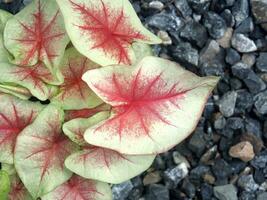 plein de bonheur caladium bicolore maison pot sucré et panaché les plantes photo