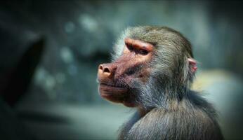 animal chimpanzé singe sur rochers dans zoo photo