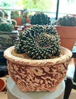 une vert cactus plante dans une pot avec autre les plantes photo