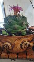 une vert cactus plante dans une pot avec autre les plantes photo