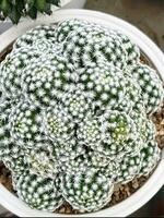 une vert cactus plante dans une pot avec autre les plantes photo